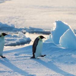 Emperor penguins on a morning walk on an ice floe — eastern Weddell Sea, Antarctica.