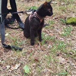 I'm going to walk the Camino...with my cat!!