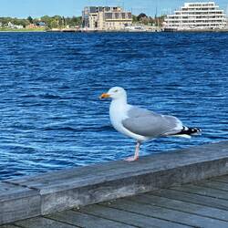 Jonathan ist auch hier und passt auf.