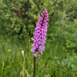 Wilde Orchidee