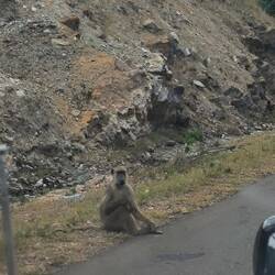 Dickerchen am Straßenrand
