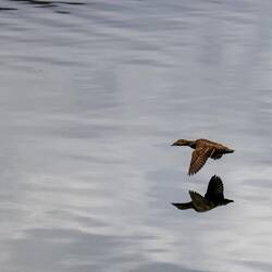 Eiderente im Flug