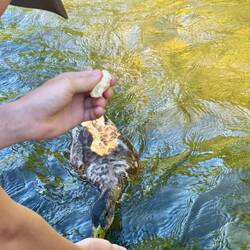 Die Ente kommt zielstrebig auf das Boot zu geschwommen.