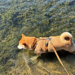Anscheinend gar nicht mehr so Wasserscheu (es ist sehr warm und Mica hat Durst)