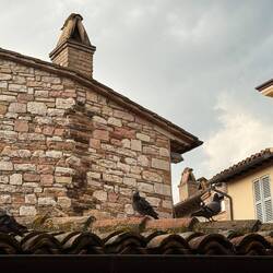 I don't have the same view as last year but communed with the pigeons today