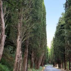 A road back into Assisi