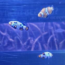 Aquarium