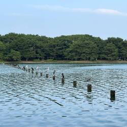 Meanwhile, Chelsea went to explore Ohori Park