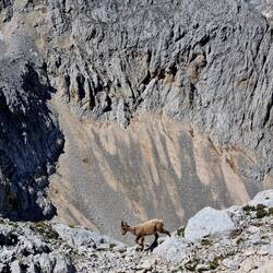 So cool - ein Alpen-Steinbock!