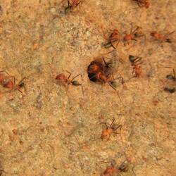 Close up of the termites