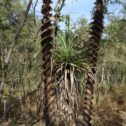 Spiral effect on palms