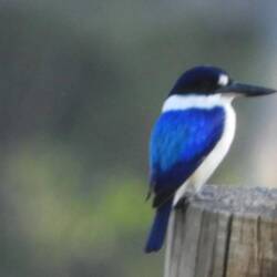 A lovely kingfisher at the caravan park - a bit blurry