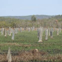 Magnetic termite mounds