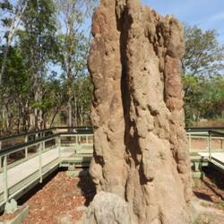 Cathedral termite mound