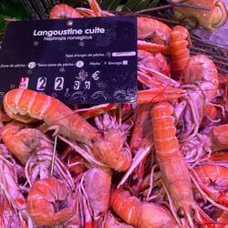 Langoustine - Kaisergranat / Norwegischer-Tiefseehummer / Zehnfusskrebs