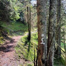 Schöner Waldweg am Hang entlang