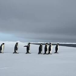 Nice and fat ... in preparation for the breeding season — eastern Weddell Sea, Antarctica.