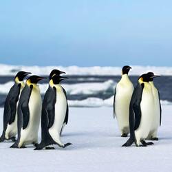 Emperor penguins rafting on an ice floe in the pack ice — eastern Weddell Sea, Antarctica.