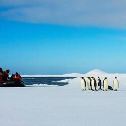 Emperor penguins rafting on an ice floe in the pack ice — eastern Weddell Sea, Antarctica.