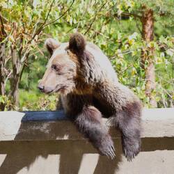 Gemütlich, beobachtet den Verkehr !