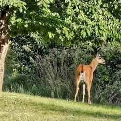He liked eating the leaves of the cherry tree