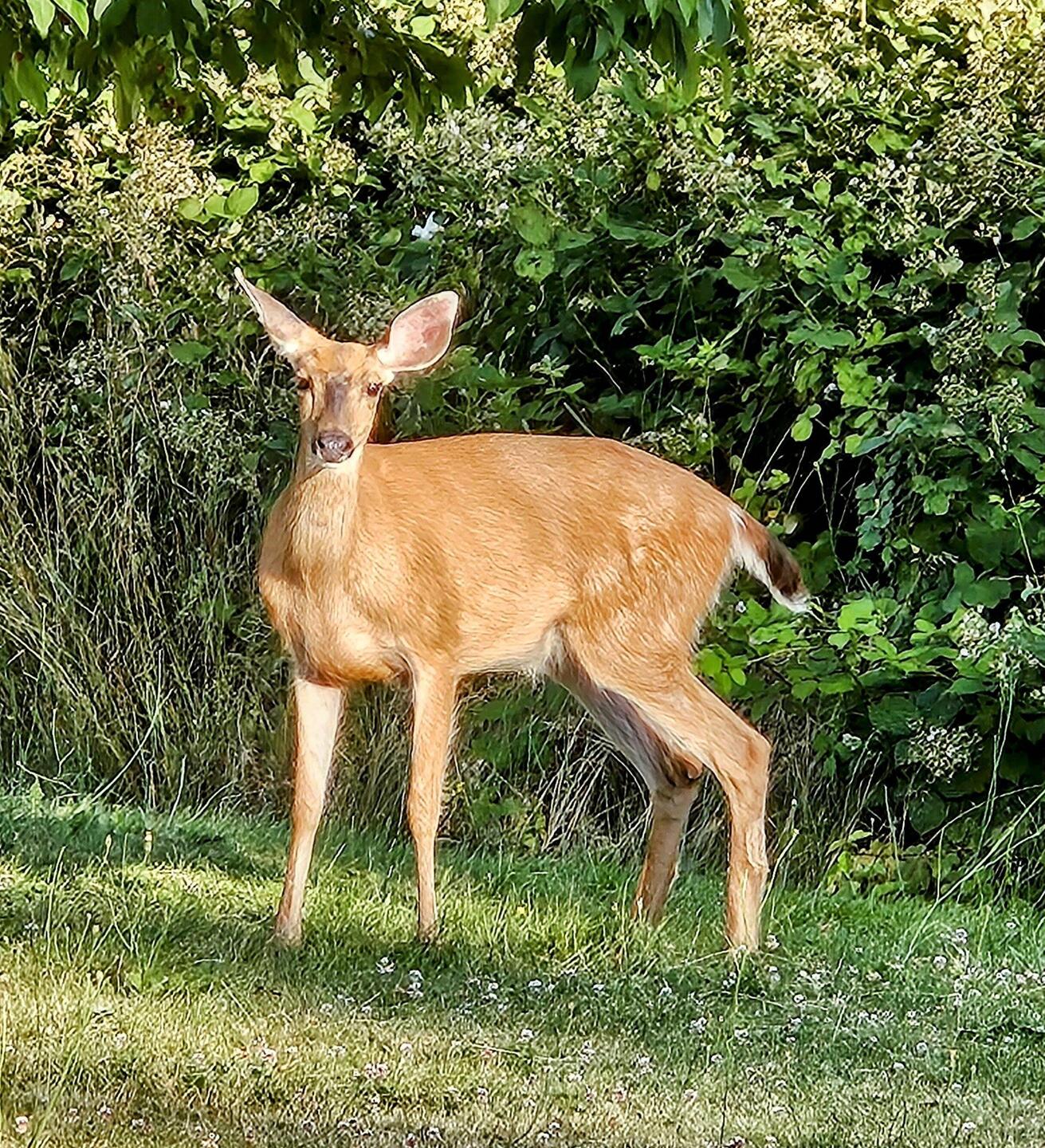 Bold doe outside my window!