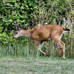 The buck was constantly moving.