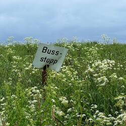 Bushaltestelle von Elgsnes