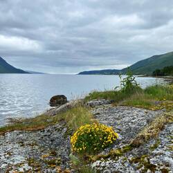 Morgenspaziergang am Fjord