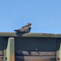 A common nighthawk. They eat mosquitos! They are my friends!
