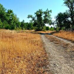Natuur op de oevers van de Taro. Helaas besmet met Afrikaanse varkenspest.