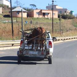 Rinder fahren wieder auf Anhängern mit...