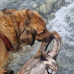 Spielen am Fluss