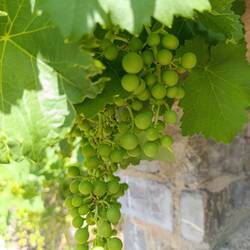 Der 🍇 beim Trinkwasserbrunnen