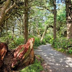 More interesting trees along the path