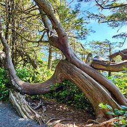 Twisty tree along the path