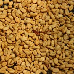 Getrocknete & gewaschene Bohnen – Bereit zur weiteren Verarbeitung.