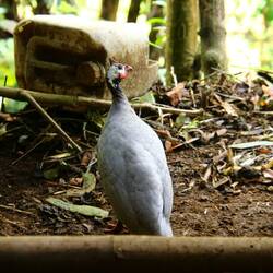 Helmeted Guineafowl (not native)