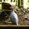 Helmeted Guineafowl (not native)