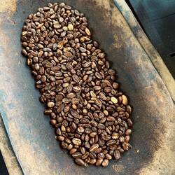 Mittlere Röstung (Medium Roast) – mittelbraun, ausgewogenes Aroma, moderate Säure, etwas Öl sichtbar