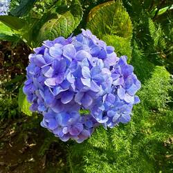 Hortensien (Deep Blue) - saurer Boden