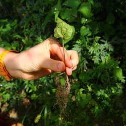 Umpflanzen der Setzlinge (ca. 5 Monate alt)