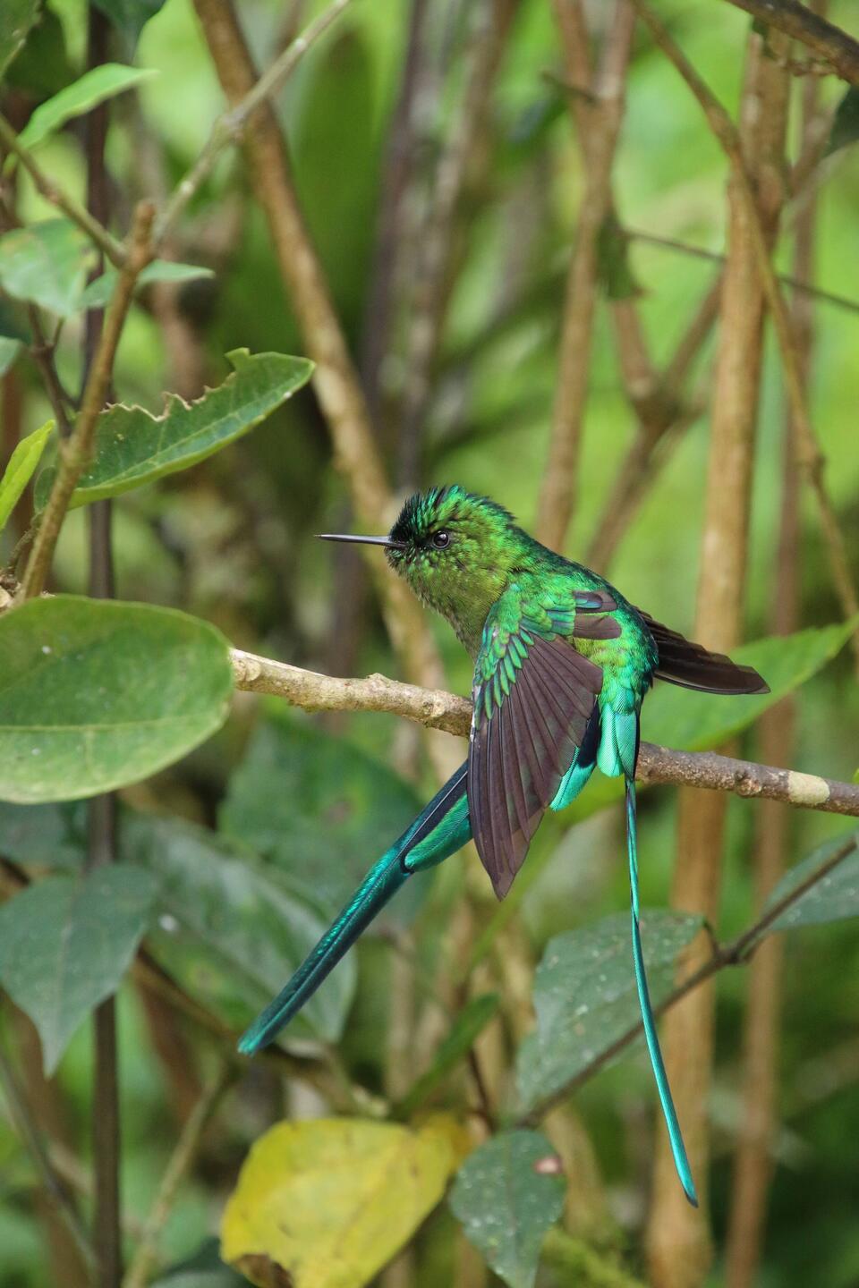 Long-tailed Sylph (male)