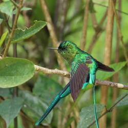 Long-tailed Sylph (male)