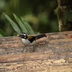 Black-winged Saltator