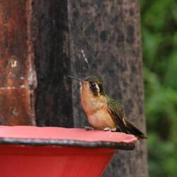 Speckled Hummingbird