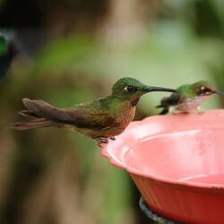 Fawn-breasted Brilliant