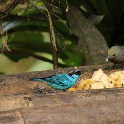 Golden-naped Tanager