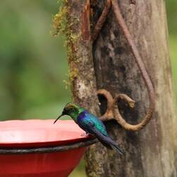 Crowned Woodnymph (male)