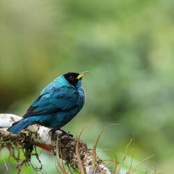 Green Honeycreeper (male)